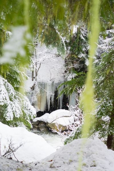 树旁的小屋覆盖着雪